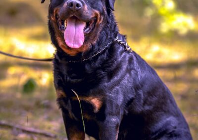 Bandi, zdjęcie od fotografa