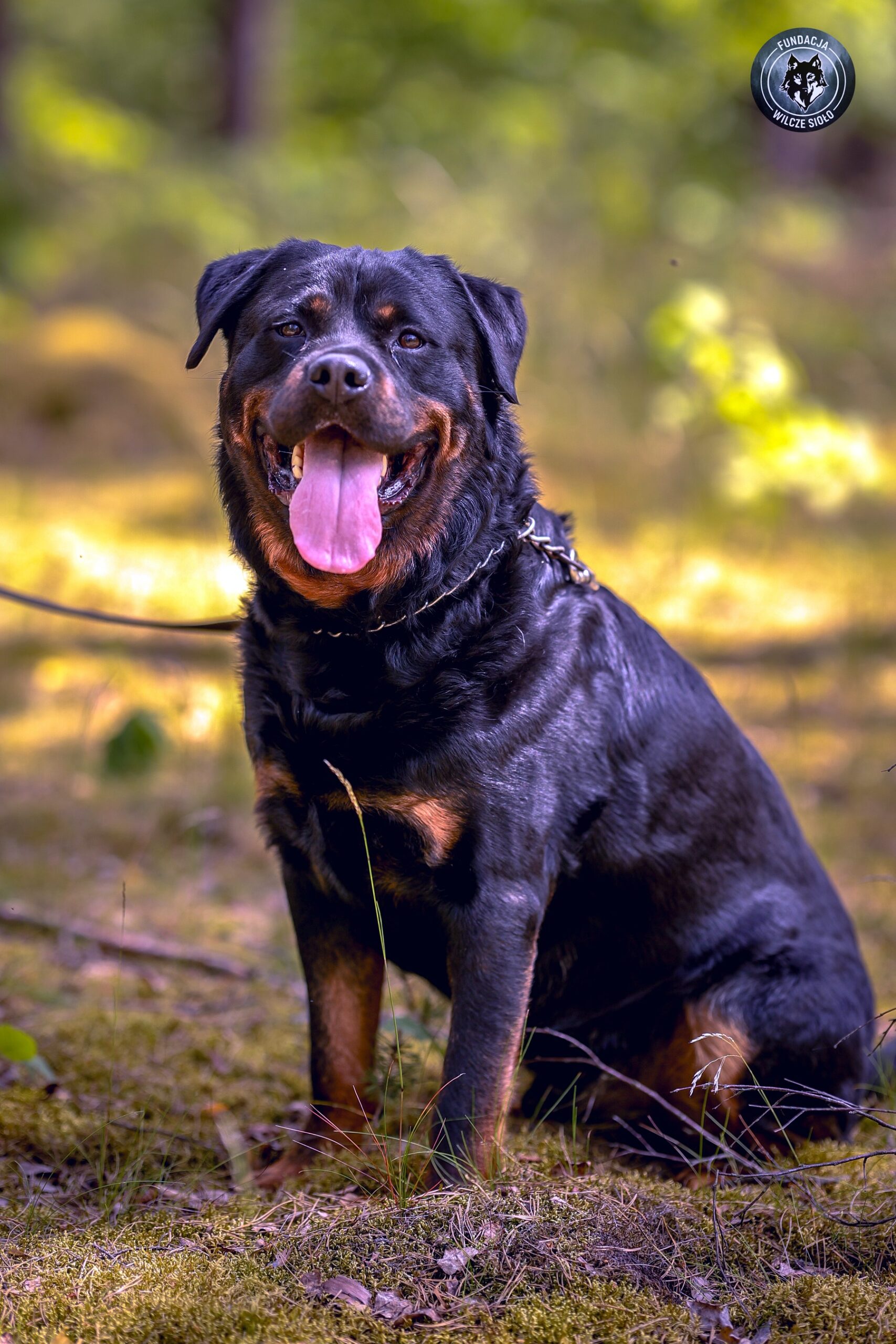Bandi - zdjęcie 1