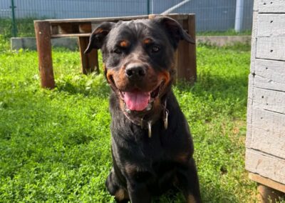 Irma, suczka w typie rottweilera do adopcji, siedzi na trawie